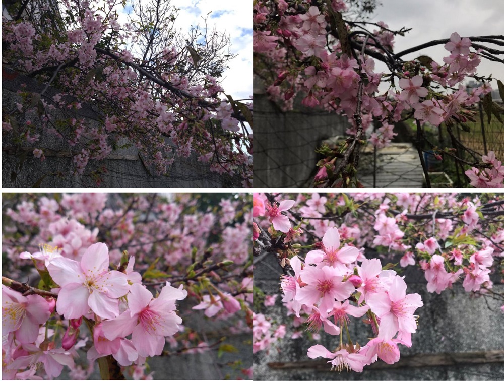 proimages/Hot_News/Weeping_Cherry_Blossoms.jpg